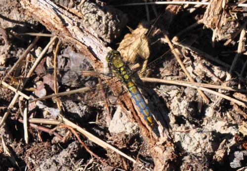 Orthetrum cancellatum